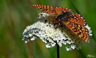 Nazuum (Euphydryas aurinia)