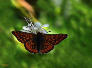 Nazuum (Euphydryas aurinia)