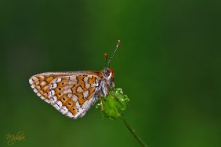 Nazuum (Euphydryas aurinia)