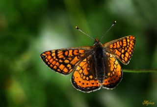 Nazuum (Euphydryas aurinia)