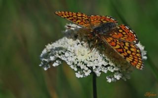 Nazuum (Euphydryas aurinia)