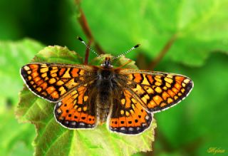 Nazuum (Euphydryas aurinia)