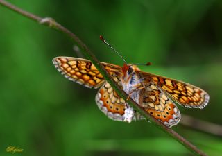 Nazu�um&nbsp;(Euphydryas&nbsp;aurinia)