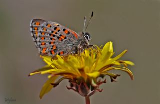 Akbes Gelincii (Tomares nesimachus)