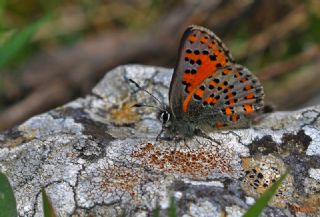 Akbes Gelincii (Tomares nesimachus)