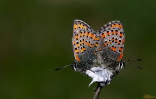 Akbes Gelincii (Tomares nesimachus)