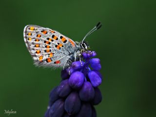 Akbes Gelincii (Tomares nesimachus)