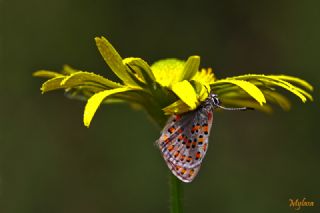 Akbes Gelincii (Tomares nesimachus)