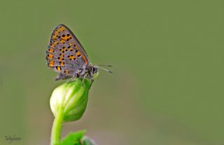 Akbes Gelinci�i&nbsp;(Tomares&nbsp;nesimachus)