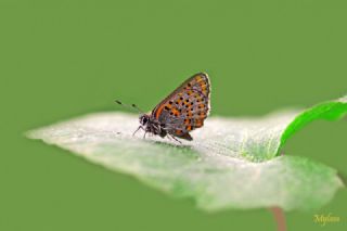 Akbes Gelinci�i&nbsp;(Tomares&nbsp;nesimachus)