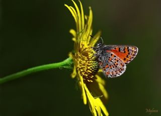 Akbes Gelincii (Tomares nesimachus)