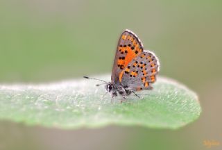 Akbes Gelinci�i&nbsp;(Tomares&nbsp;nesimachus)