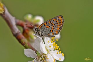 Akbes Gelinci�i&nbsp;(Tomares&nbsp;nesimachus)