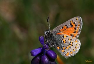 Akbes Gelincii (Tomares nesimachus)