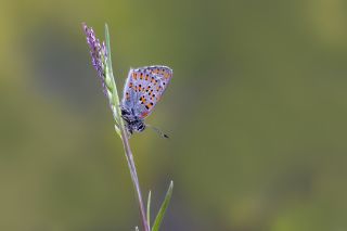 Akbes Gelincii (Tomares nesimachus)