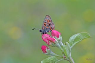 Akbes Gelincii (Tomares nesimachus)