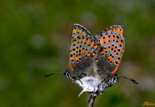 Akbes Gelincii (Tomares nesimachus)