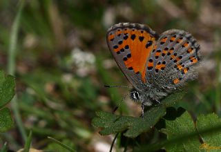 Akbes Gelincii (Tomares nesimachus)