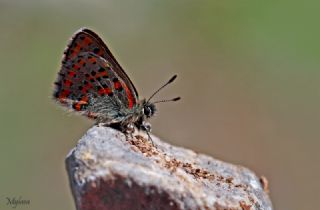 Akbes Gelincii (Tomares nesimachus)