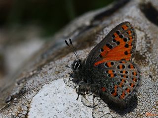 Akbes Gelincii (Tomares nesimachus)