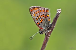 Akbes Gelincii (Tomares nesimachus)