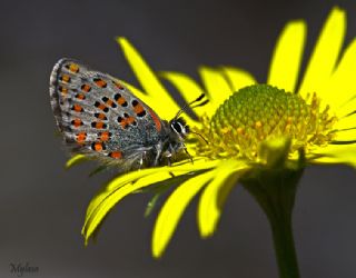 Akbes Gelincii (Tomares nesimachus)