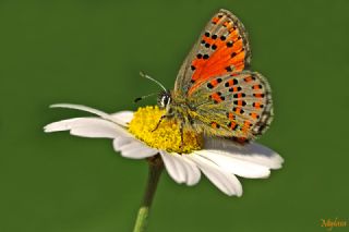 Akbes Gelinci�i&nbsp;(Tomares&nbsp;nesimachus)