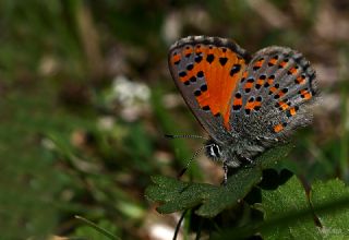 Akbes Gelincii (Tomares nesimachus)