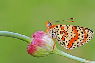 Benekli parhan (Melitaea didyma)