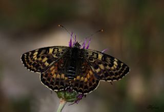 Benekli parhan (Melitaea didyma)