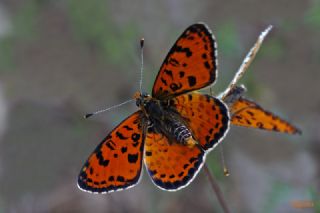 Benekli parhan (Melitaea didyma)