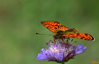 Benekli parhan (Melitaea didyma)