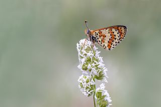 Benekli �parhan&nbsp;(Melitaea&nbsp;didyma)