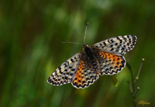 Benekli parhan (Melitaea didyma)