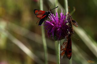 Benekli parhan (Melitaea didyma)