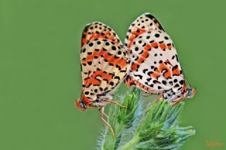 Benekli parhan (Melitaea didyma)