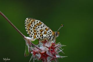 Benekli parhan (Melitaea didyma)