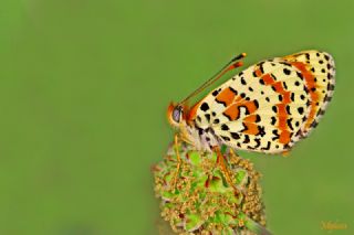 Benekli parhan (Melitaea didyma)