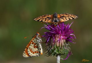 Benekli parhan (Melitaea didyma)