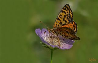 Benekli parhan (Melitaea didyma)