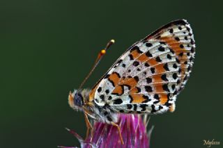 Benekli parhan (Melitaea didyma)