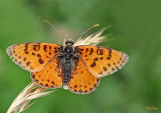 Benekli �parhan&nbsp;(Melitaea&nbsp;didyma)