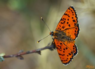 Benekli parhan (Melitaea didyma)