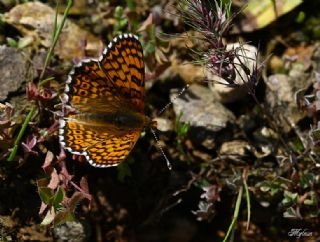 parhan (Melitaea cinxia)