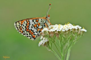 �parhan&nbsp;(Melitaea&nbsp;cinxia)