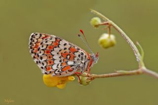 �parhan&nbsp;(Melitaea&nbsp;cinxia)