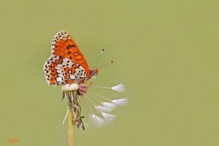 �parhan&nbsp;(Melitaea&nbsp;cinxia)