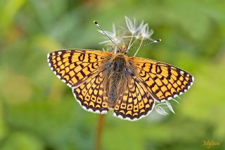 parhan (Melitaea cinxia)