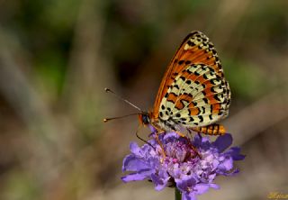 Benekli parhan (Melitaea didyma)