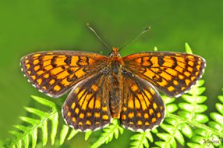 Amannisa (Melitaea athalia)